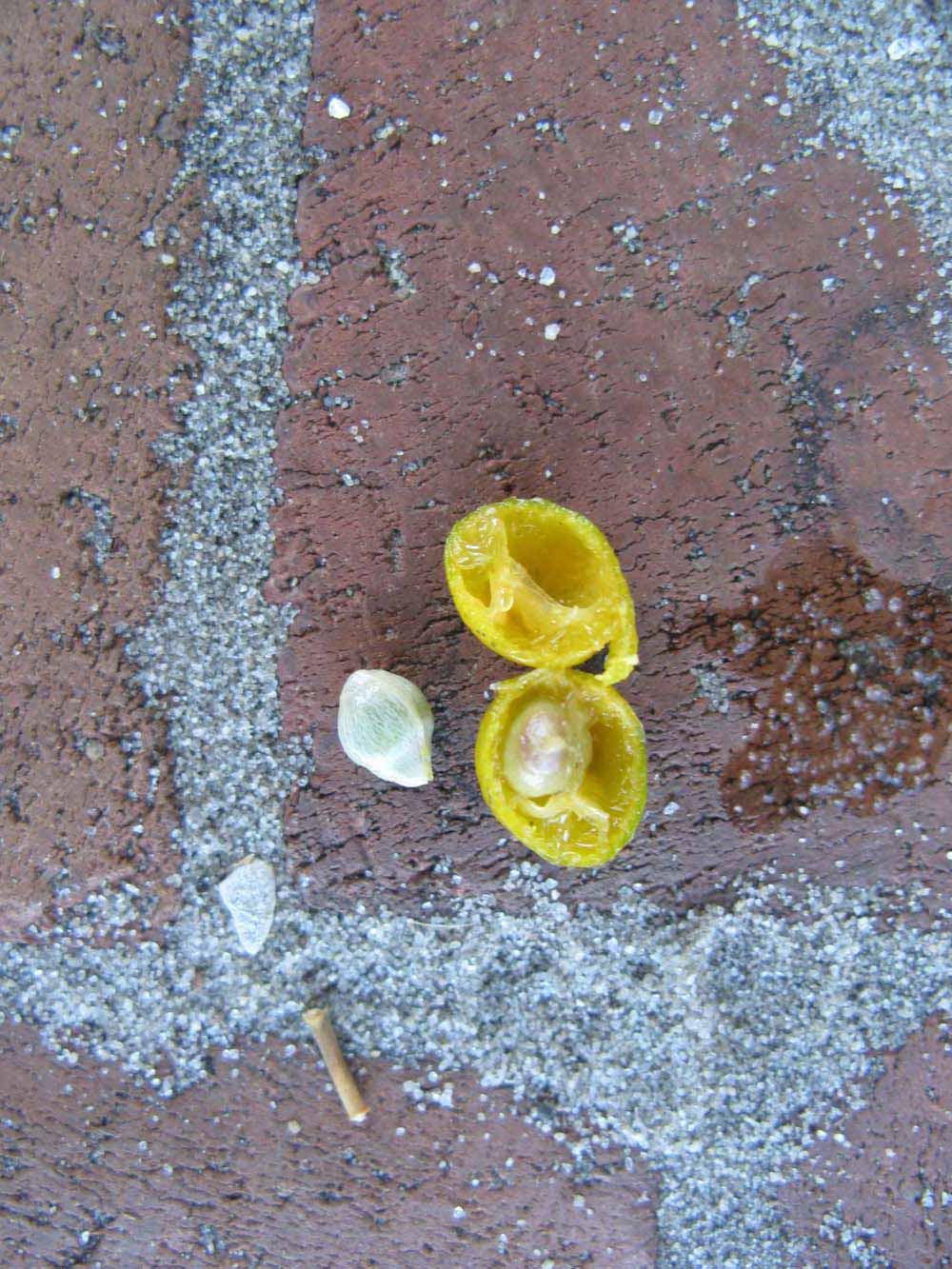              Fruit cross-section (Winter Haven, FL)       